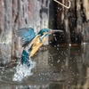 公園のカワセミ#10