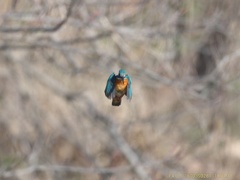IMG_9830