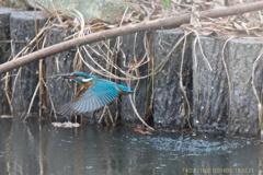 公園のカワセミ#4