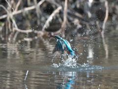 IMG_9848
