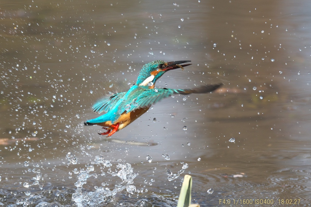 公園のカワセミ#12