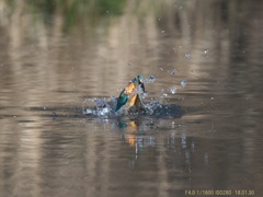 IMG_9833
