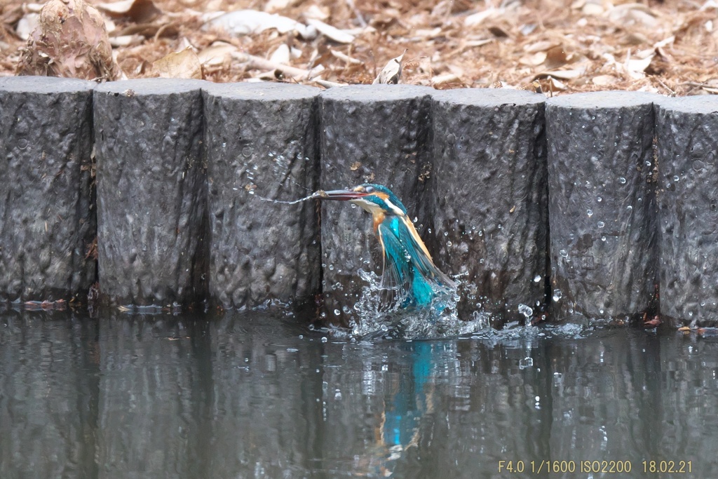 公園のカワセミ#7