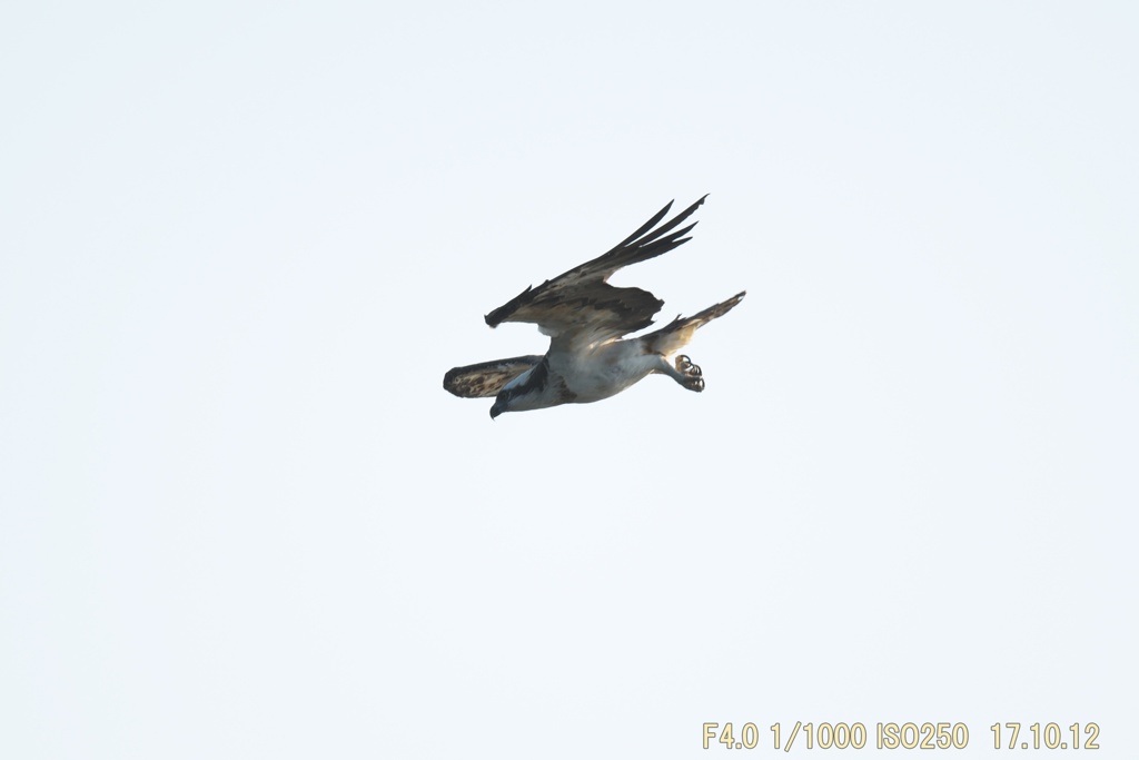 IMG_8365