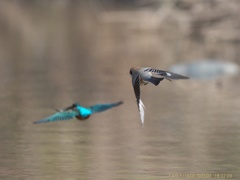 IMG_0099