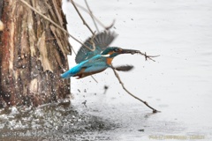 公園のカワセミ#9