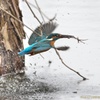 公園のカワセミ#9