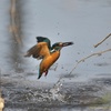公園のカワセミ#13