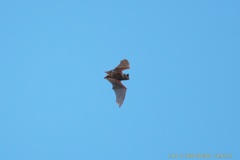 青空を飛ぶコウモリ#2