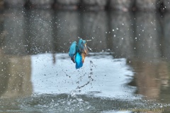 公園のカワセミ#5