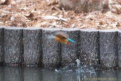 公園のカワセミ#8