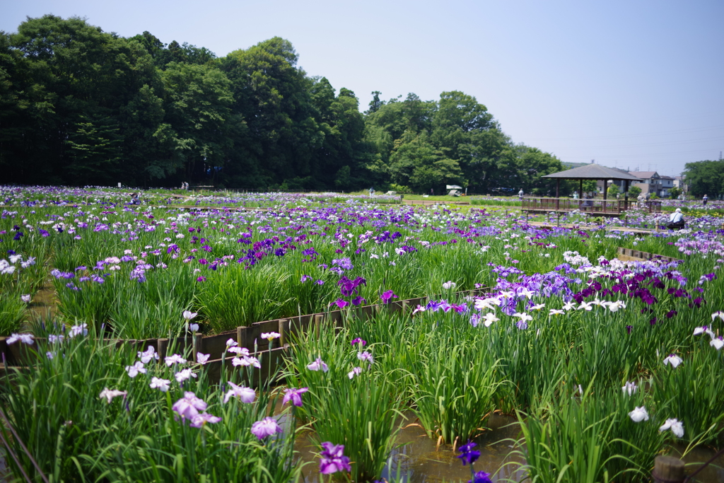 北山公園菖蒲満開