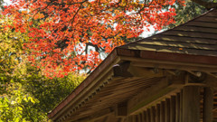 紅葉　奥多摩・