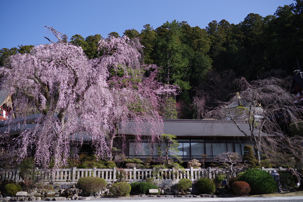 枝垂桜