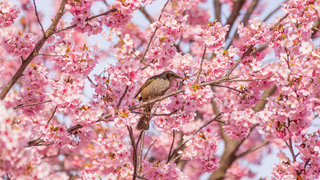 鳥さんどんな気分？？