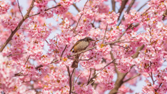 鳥さんどんな気分？？