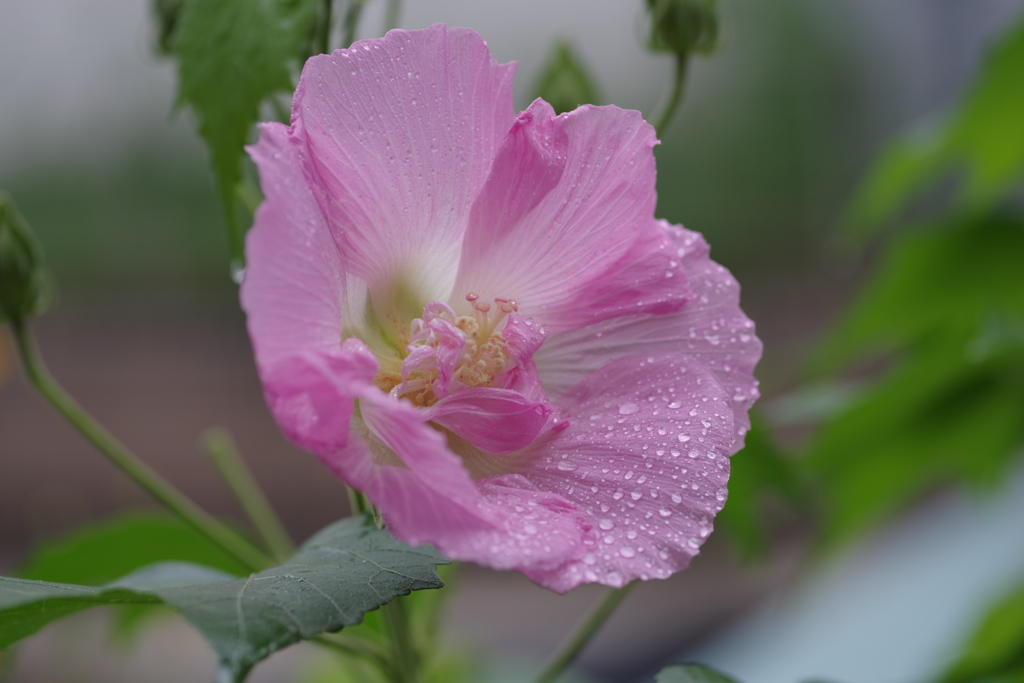 酔芙蓉　庭先にて