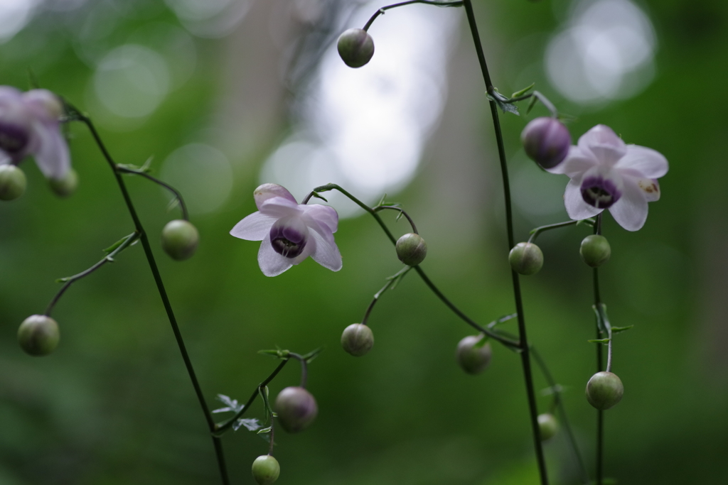 レンゲショウマ　