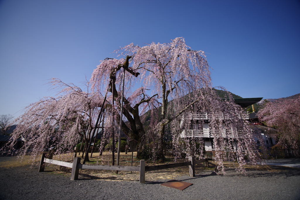 枝垂桜