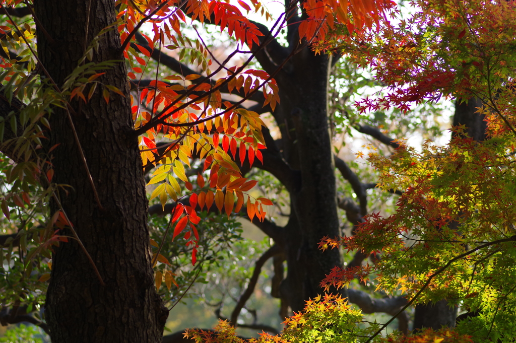 紅葉