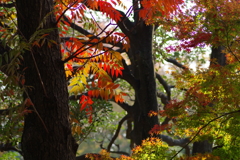 紅葉