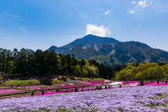 DT16-50羊山公園2017.04.29