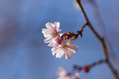 冬桜