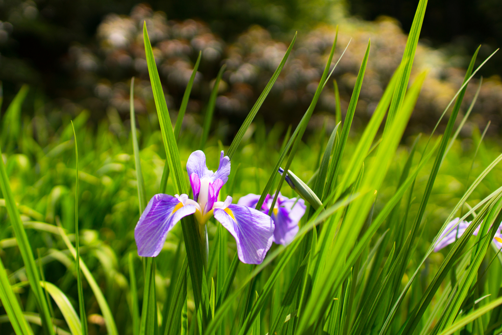 DT30mm1.4塩船菖蒲2017.