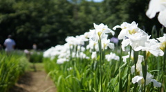 塩船菖蒲祭