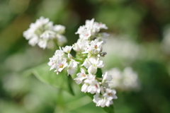 そばの花　昭和記念公園にて