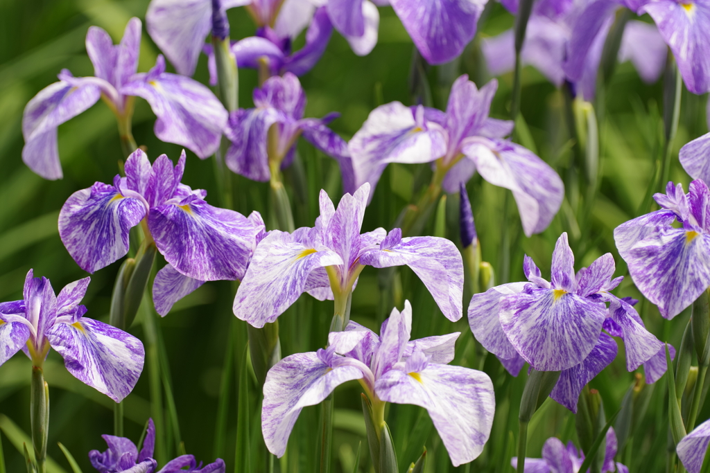 菖蒲