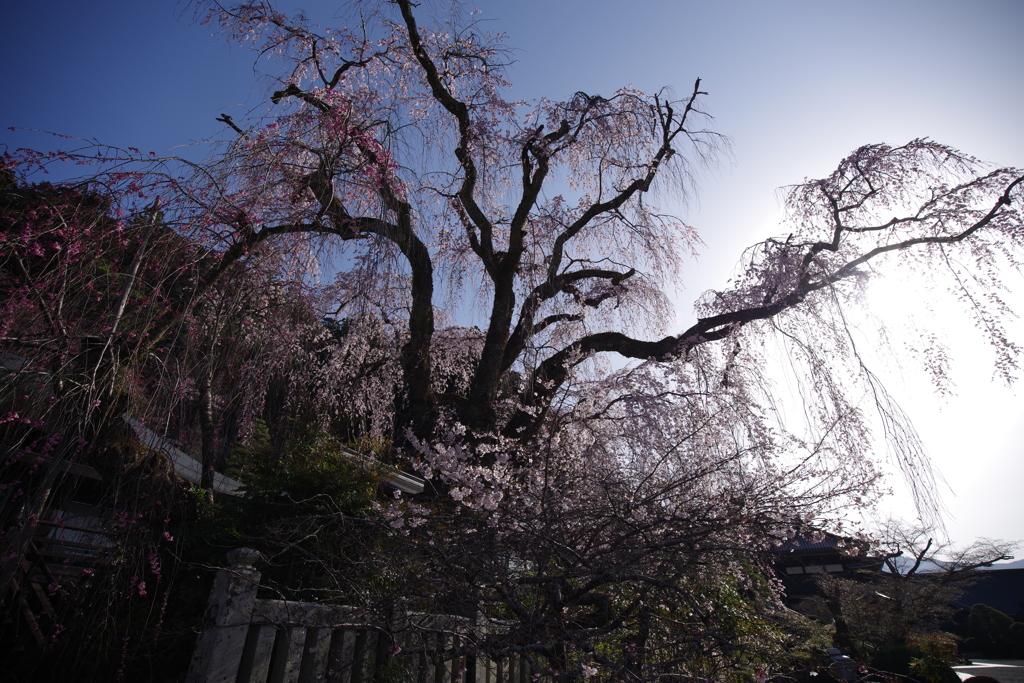 枝垂桜その2