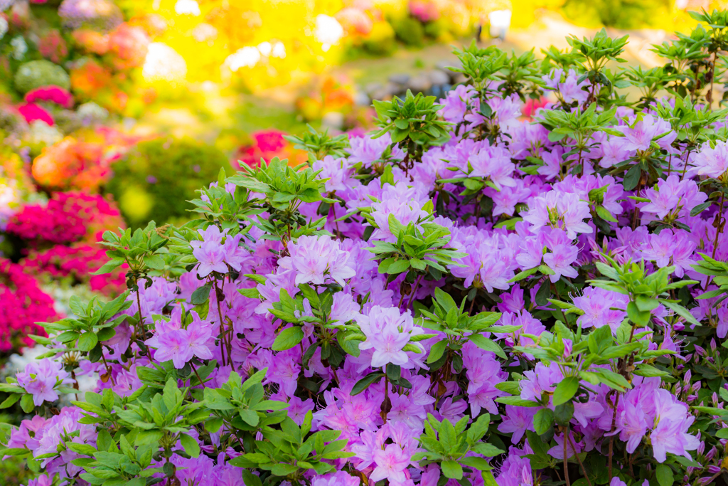 DT16-50塩船つつじ2017.05.04