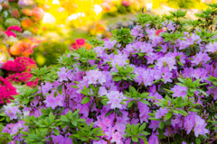 DT16-50塩船つつじ2017.05.04