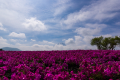 DT16-50富士芝祭2017.05.16