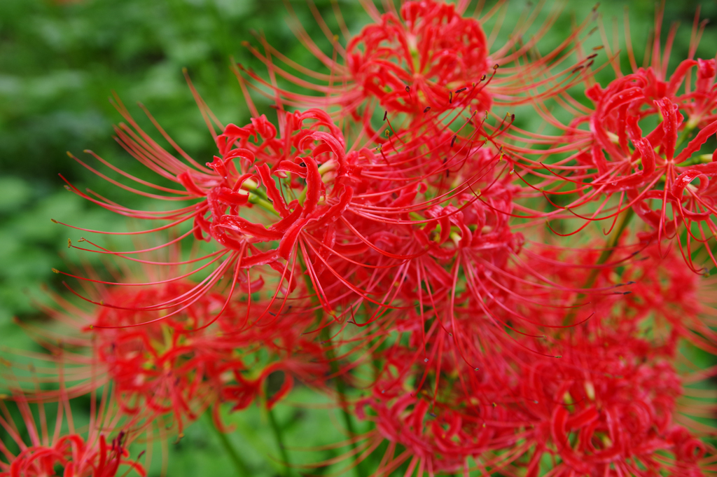 曼殊沙華