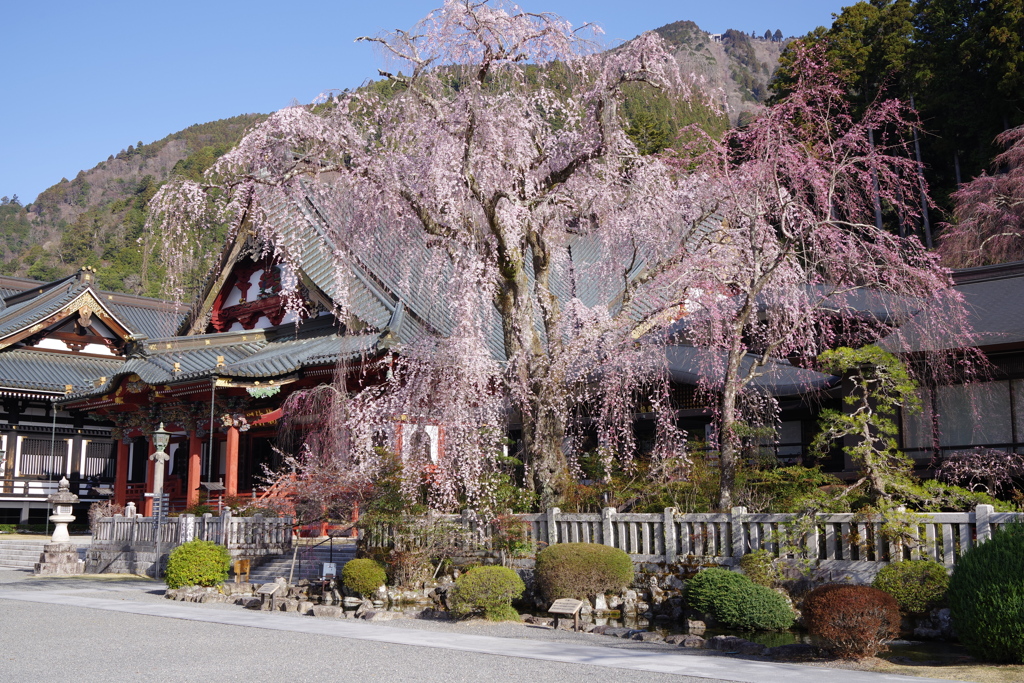 枝垂桜