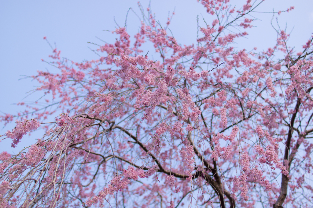 しだれ桜　
