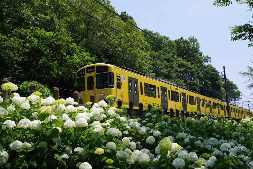 アナベルと電車