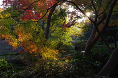 秋ですのぅ