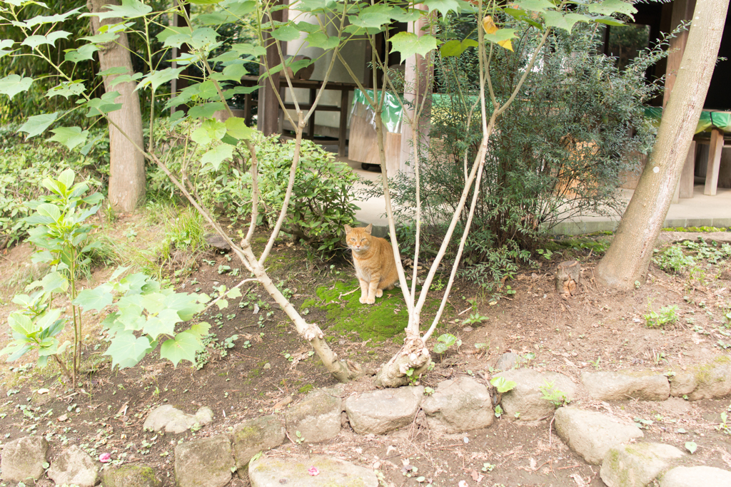 ねこがちょこちょこ・・