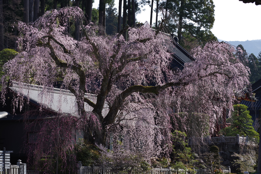 枝垂桜