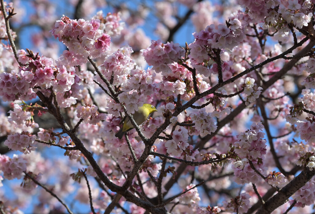 熱海桜とめじろ