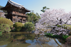 桜と高麗山聖天院