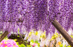 70-300G亀戸天神2017.04.29