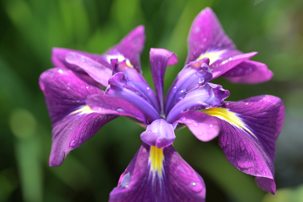 菖蒲