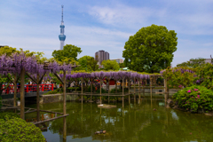 DT16-50亀戸天神2017.04.29