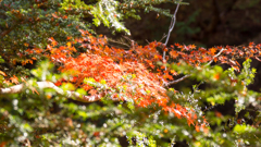 紅葉の巻
