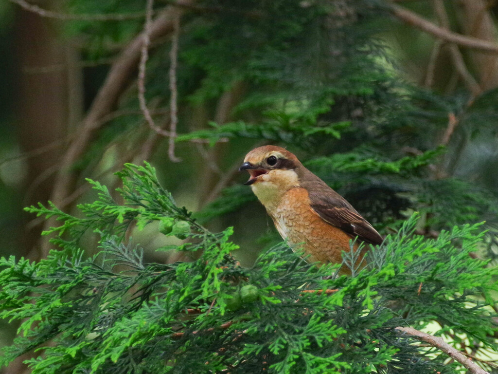 百舌鳥のさえずり