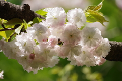 八重桜